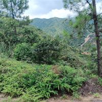 2礦同出！260萬方/年！廣東砂石大礦掛牌出讓